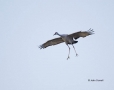 Sandhill-Crane;Crane;Grus-canadensis;Flying-bird;action;aloft;behavior;flight;fl